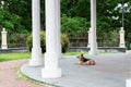 A stray dog Ã¢â¬â¹Ã¢â¬â¹is resting in the park on a summer day Royalty Free Stock Photo